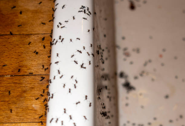 Best Best Pest Control Companies  in Steilacoom, WA
